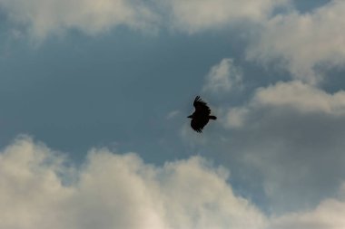 Serra Del Montsec, Lleida, Pireneler, İspanya 'da Akbaba