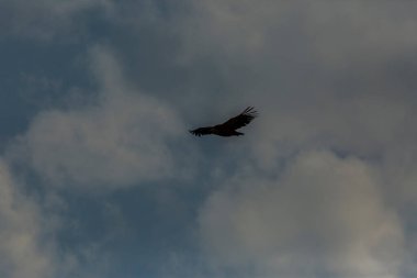 Serra Del Montsec, Lleida, Pireneler, İspanya 'da Akbaba