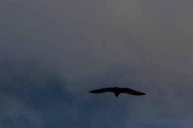 Serra Del Montsec, Lleida, Pireneler, İspanya 'da Akbaba