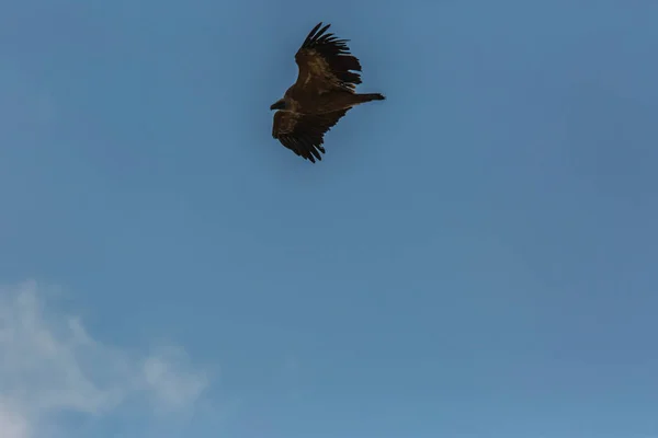 Vulture Serra Del Montsec Lleida Pyrenees Spain — стокове фото