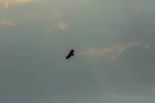 Vulture Serra Del Montsec Lleida Pyrenees Spain — Stock fotografie