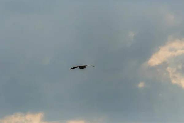 Avvoltoio Serra Del Montsec Lleida Pirenei Spagna — Foto Stock