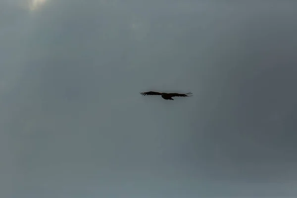 Vulture Serra Del Montsec Lleida Pyrenees Spain — Stock Photo, Image