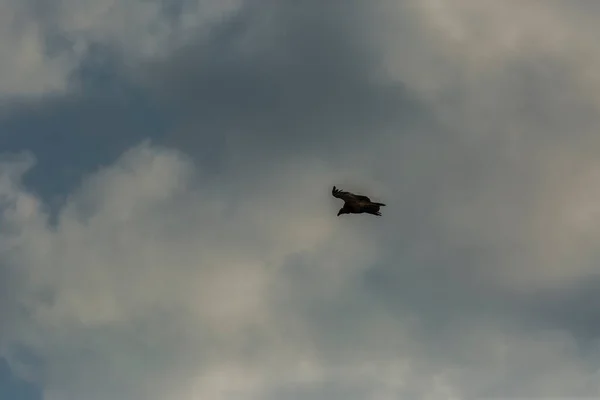 Vulture Serra Del Montsec Lleida Pyrenees Spanyol — Stok Foto