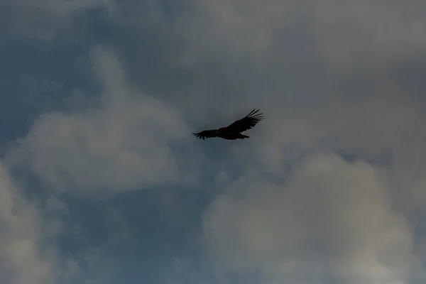 Vulture Serra Del Montsec Lleida Pyrenees Spain — стокове фото