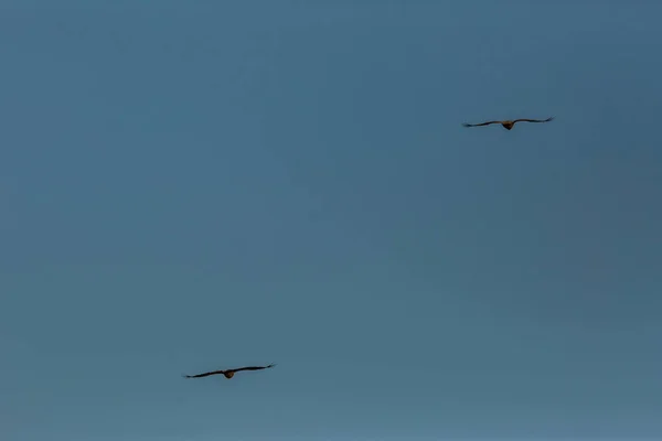 Abutre Serra Del Montsec Lleida Pirinéus Espanha — Fotografia de Stock