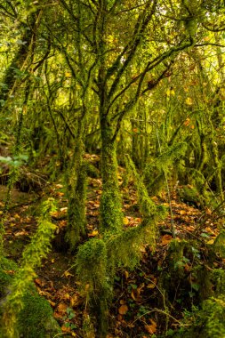 Ordesa ve Monte Perdido Ulusal Parkı 'nda sonbahar sahnesi, İspanya