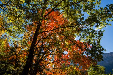 Ordesa ve Monte Perdido Ulusal Parkı 'nda sonbahar sahnesi, İspanya