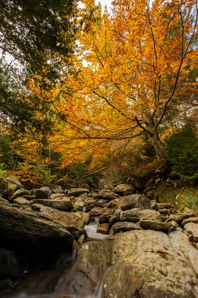 Scena Autunnale Nelle Foreste Della Valle Dell Eco Aragona Spagna — Foto Stock