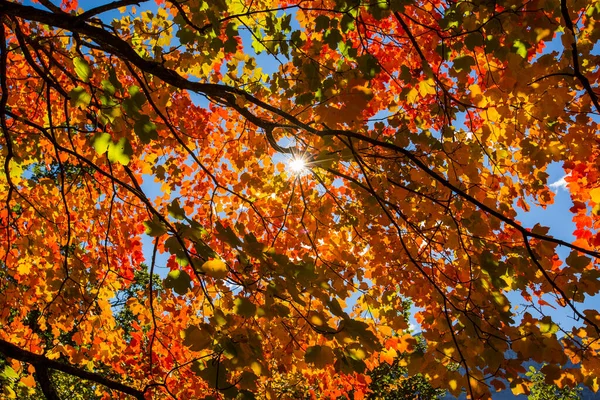 Autumn Scene Ordesa Monte Perdido National Park Spain — Stock Photo, Image