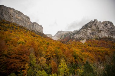 Kuzey İspanya, Aragon 'daki Echo Vadisi ormanlarında sonbahar sahnesi