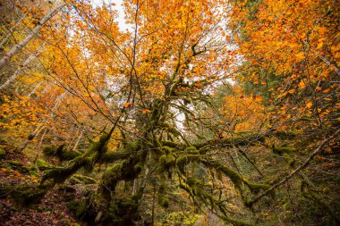 Kuzey İspanya, Aragon 'daki Echo Vadisi ormanlarında sonbahar sahnesi
