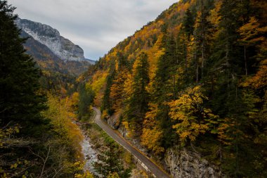 Kuzey İspanya, Aragon 'daki Echo Vadisi ormanlarında sonbahar sahnesi