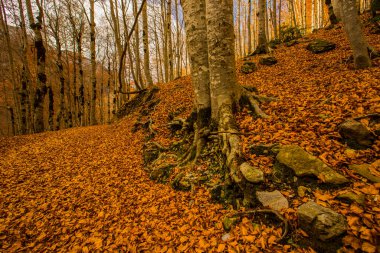 Ordesa ve Monte Perdido Ulusal Parkı 'nda sonbahar sahnesi, İspanya