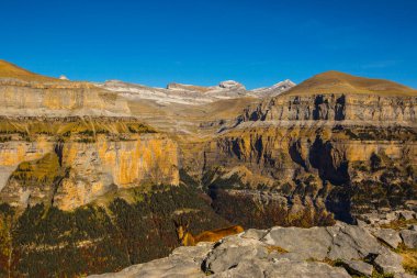 Sonbaharda Ordesa 'da Chamois ve Monte Perdido Ulusal Parkı, İspanya