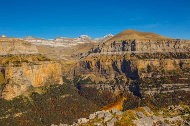 Sonbaharda Ordesa 'da Chamois ve Monte Perdido Ulusal Parkı, İspanya