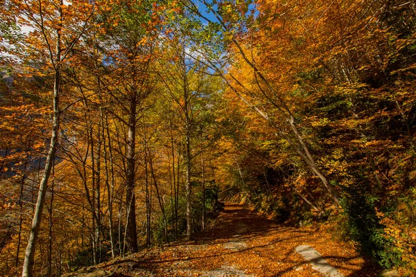 Ordesa ve Monte Perdido Ulusal Parkı 'nda sonbahar sahnesi, İspanya