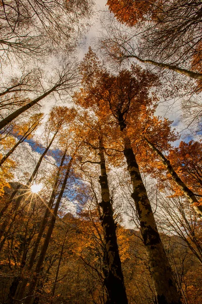 Herbstszene Ordesa Und Nationalpark Monte Perdido Spanien — Stockfoto