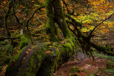 Kuzey İspanya, Aragon 'daki Echo Vadisi ormanlarında sonbahar sahnesi