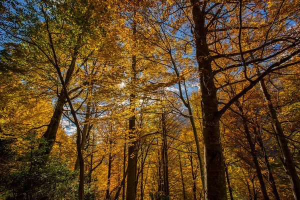 Herfst Scene Ordesa Monte Perdido National Park Spanje — Stockfoto