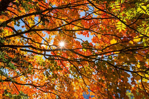 Autumn Scene Ordesa Monte Perdido National Park Spain — Stock Photo, Image