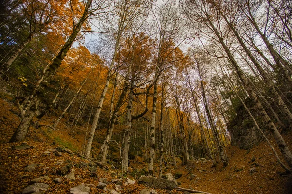 Őszi Jelenet Ordesa Monte Perdido Nemzeti Park Spanyolország — Stock Fotó