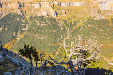 Sonbaharda Ordesa 'da Chamois ve Monte Perdido Ulusal Parkı, İspanya