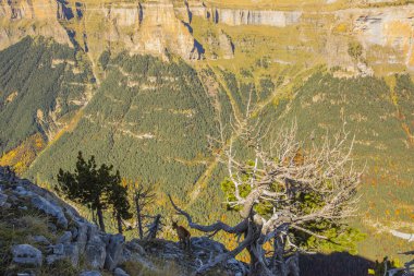 Sonbaharda Ordesa 'da Chamois ve Monte Perdido Ulusal Parkı, İspanya