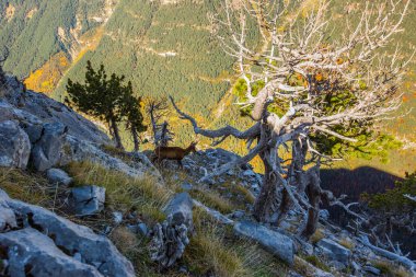 Sonbaharda Ordesa 'da Chamois ve Monte Perdido Ulusal Parkı, İspanya