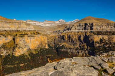 Sonbaharda Ordesa 'da Chamois ve Monte Perdido Ulusal Parkı, İspanya
