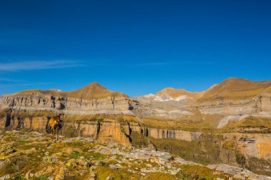 Sonbaharda Ordesa 'da Chamois ve Monte Perdido Ulusal Parkı, İspanya