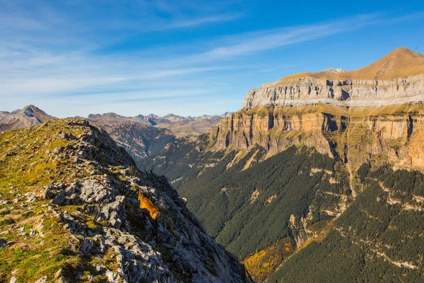 Gämsen Herbst Nationalpark Ordesa Und Monte Perdido Spanien — Stockfoto