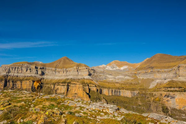 Gämsen Herbst Nationalpark Ordesa Und Monte Perdido Spanien — Stockfoto