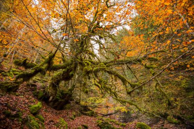 Kuzey İspanya, Aragon 'daki Echo Vadisi ormanlarında sonbahar sahnesi