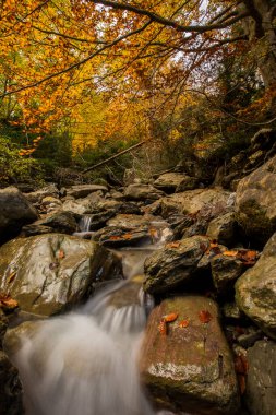 Kuzey İspanya, Aragon 'daki Echo Vadisi ormanlarında sonbahar sahnesi