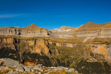 Sonbaharda Ordesa 'da Chamois ve Monte Perdido Ulusal Parkı, İspanya