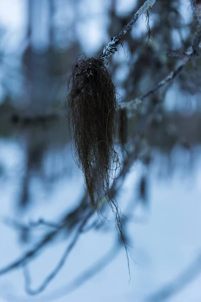 Vinter Enare Sjö Lappland Finland — Stockfoto