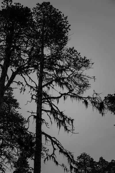 Winter Inari See Lappland Finnland — Stockfoto