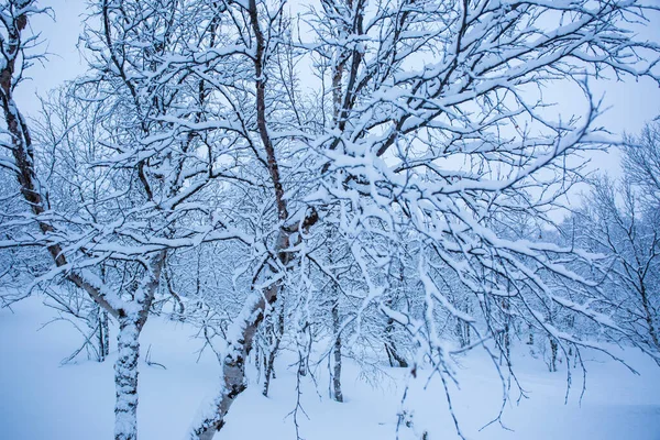 Śnieżki Lasy Nuorgam Laponia Finlandia — Zdjęcie stockowe