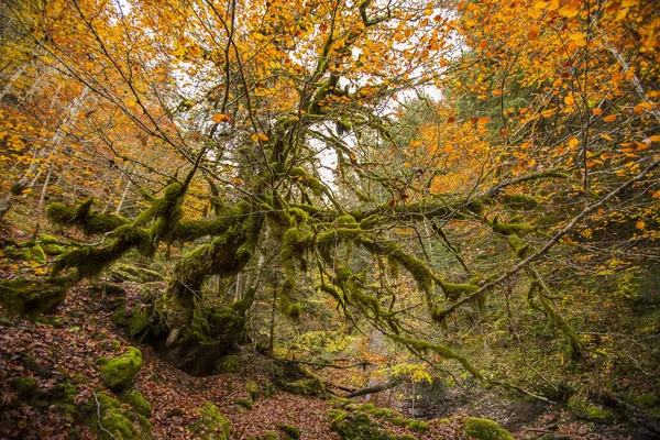 Kuzey İspanya, Aragon 'daki Echo Vadisi ormanlarında sonbahar sahnesi