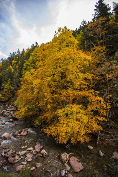 Scena Autunnale Nelle Foreste Della Valle Dell Eco Aragona Spagna — Foto Stock