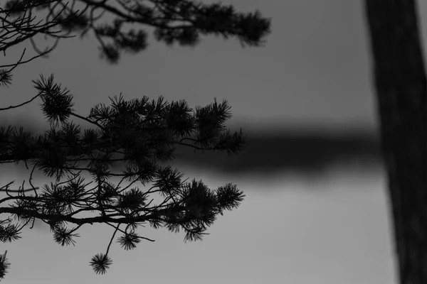 芬兰拉普兰Inari湖冬季 — 图库照片