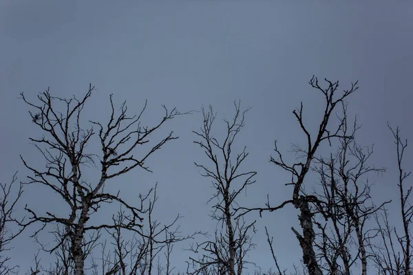 Winterlandschap Nuorgam Lapland Finland — Stockfoto