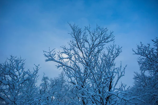 Árboles Nieve Bosque Nuorgam Laponia Finlandia — Foto de Stock