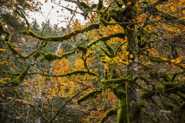 Kuzey İspanya, Aragon 'daki Echo Vadisi ormanlarında sonbahar sahnesi