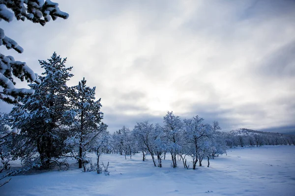 Arbres Neige Forêt Nuorgam Laponie Finlande — Photo