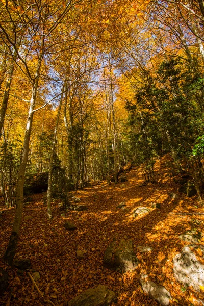 Cena Outono Parque Nacional Ordesa Monte Perdido Espanha — Fotografia de Stock