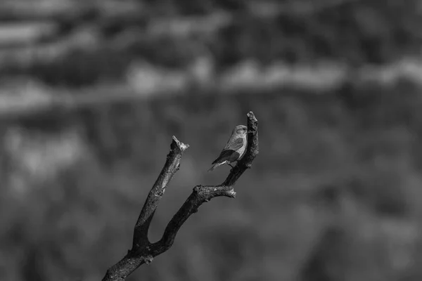 Red Crossbill Ordesa Monte Perdido National Park Pyrenees Spain — Stock Photo, Image