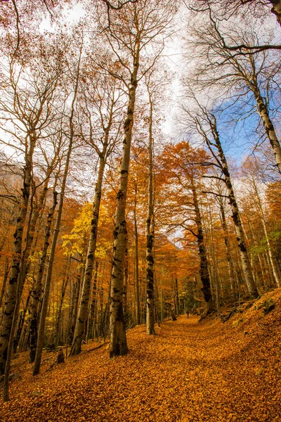 Scena Autunnale Nel Parco Nazionale Ordesa Monte Perdido Spagna — Foto Stock