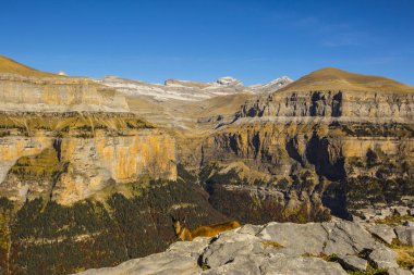 Sonbaharda Ordesa 'da Chamois ve Monte Perdido Ulusal Parkı, İspanya